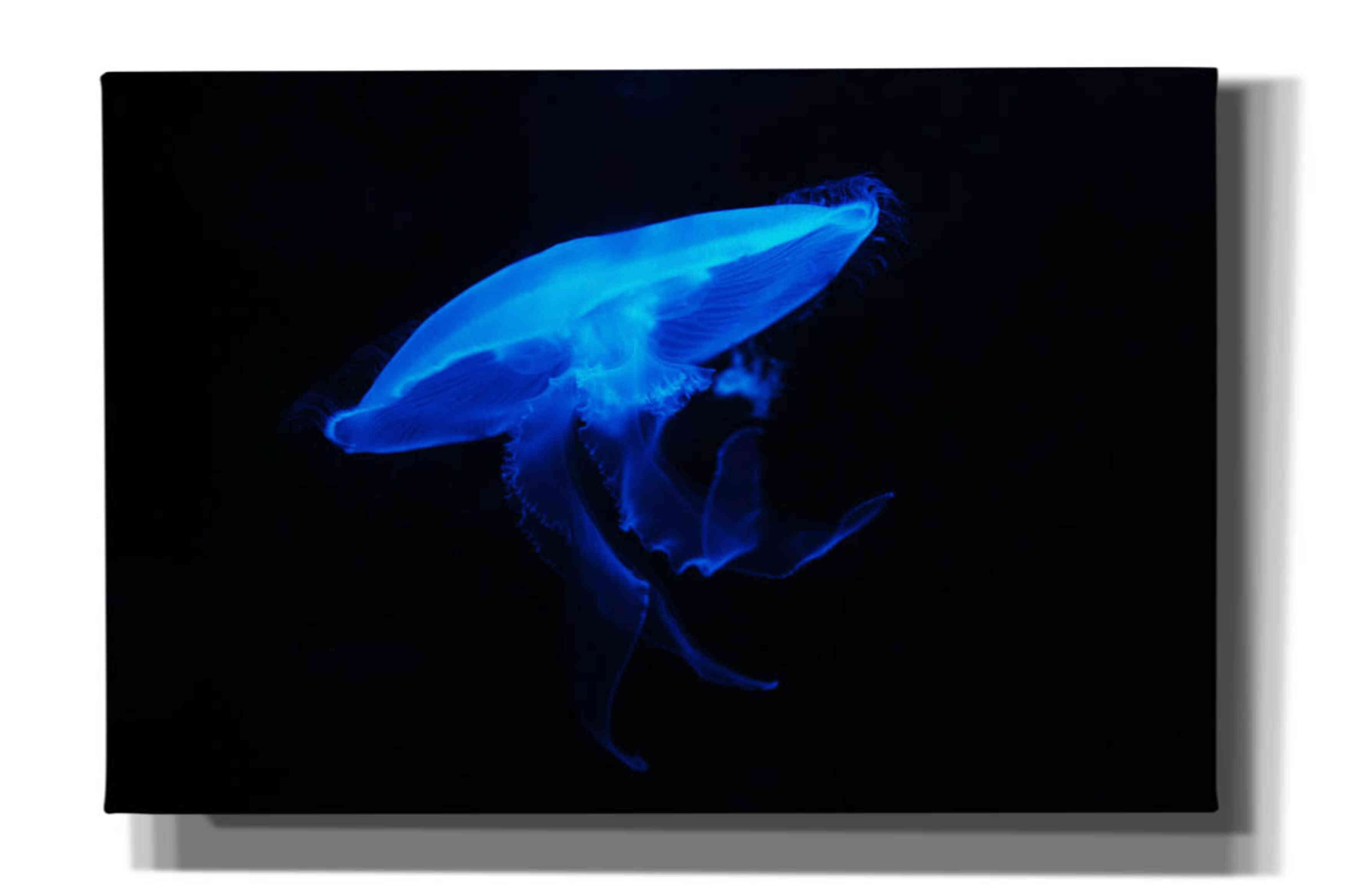 'Swan Lake' by Epic Portfolio, Giclee Canvas Wall Art