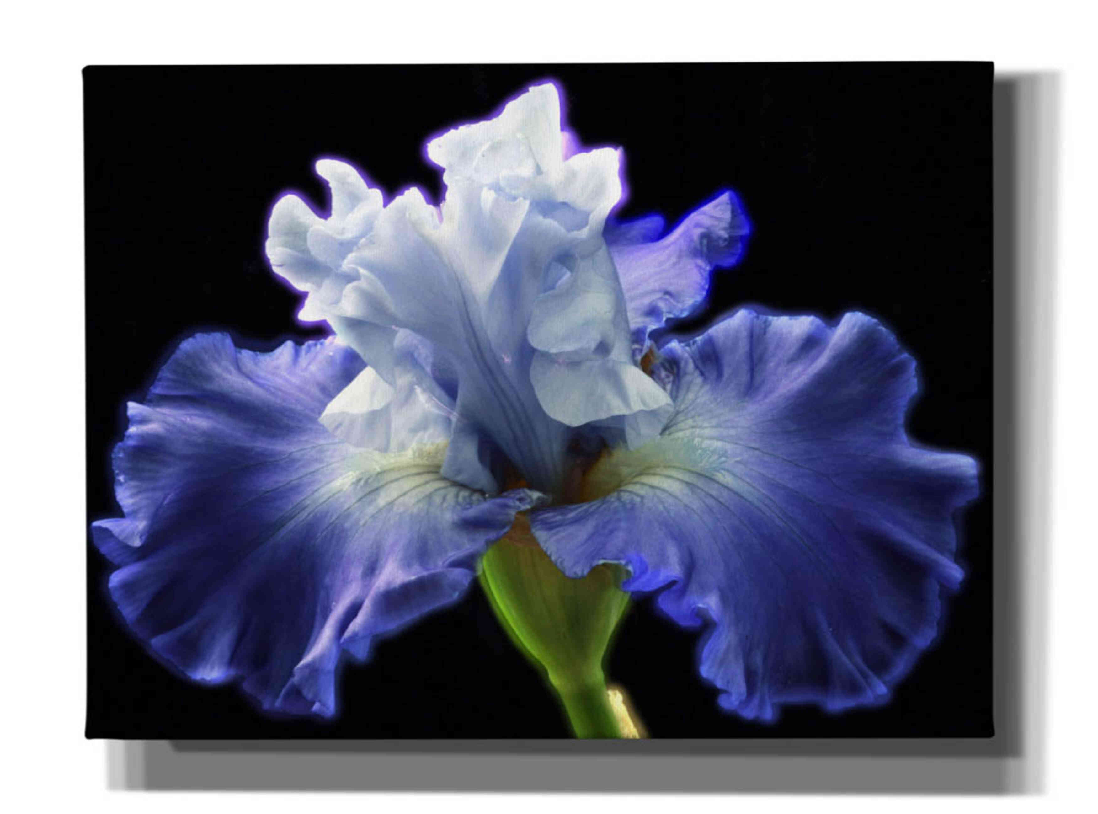 'Violet Blaze ' by Epic Portfolio, Giclee Canvas Wall Art