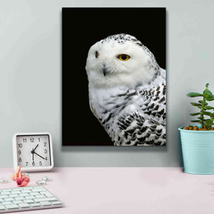 'Snowy Owl' by Epic Portfolio, Giclee Canvas Wall Art,12x16