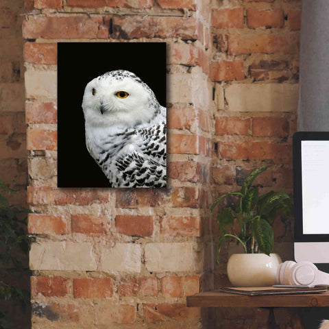 Image of 'Snowy Owl' by Epic Portfolio, Giclee Canvas Wall Art,12x16