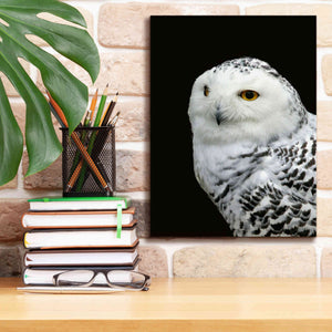 'Snowy Owl' by Epic Portfolio, Giclee Canvas Wall Art,12x16