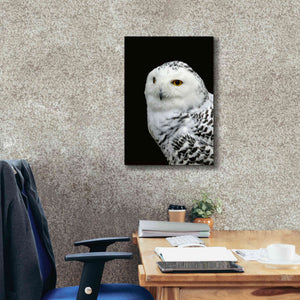 'Snowy Owl' by Epic Portfolio, Giclee Canvas Wall Art,18x26