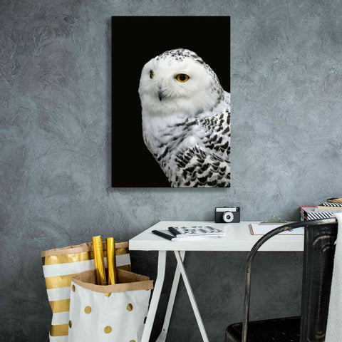 Image of 'Snowy Owl' by Epic Portfolio, Giclee Canvas Wall Art,18x26