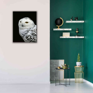 'Snowy Owl' by Epic Portfolio, Giclee Canvas Wall Art,26x34