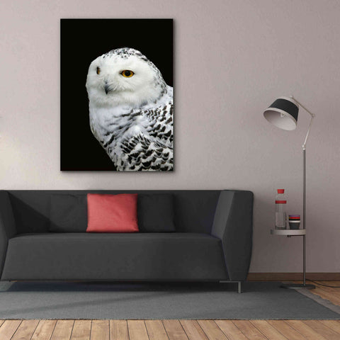 Image of 'Snowy Owl' by Epic Portfolio, Giclee Canvas Wall Art,40x54