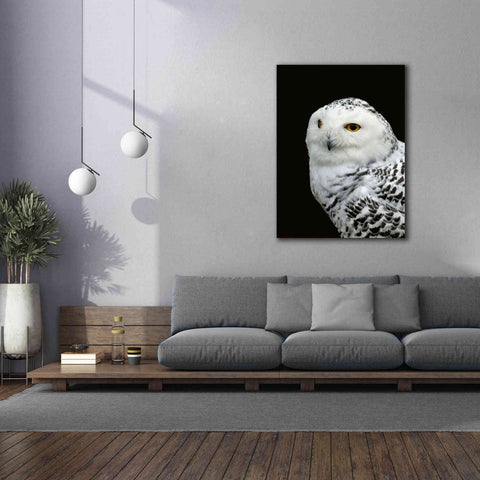 Image of 'Snowy Owl' by Epic Portfolio, Giclee Canvas Wall Art,40x54