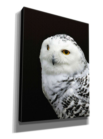 Image of 'Snowy Owl' by Epic Portfolio, Giclee Canvas Wall Art