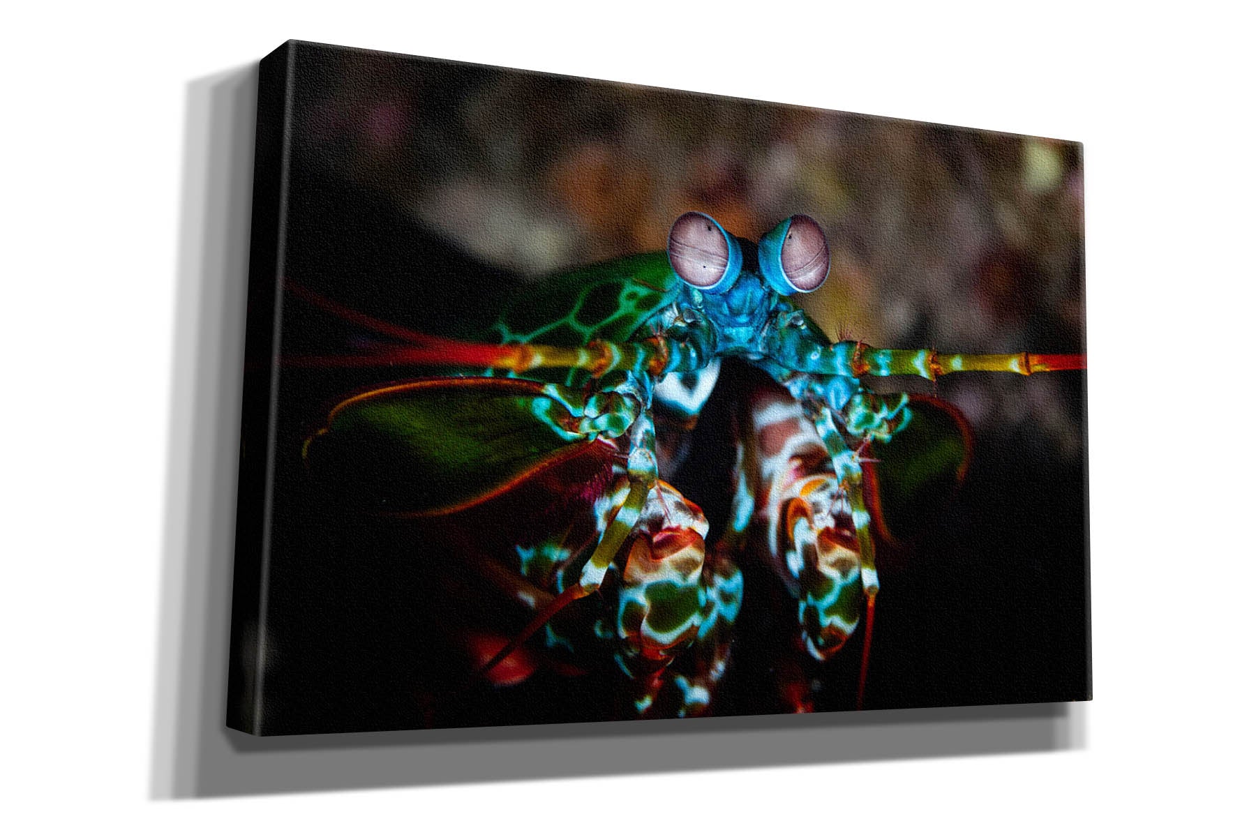 'Peacock Mantis Shrimp' by Epic Portfolio, Canvas Wall Art