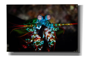 'Peacock Mantis Shrimp' by Epic Portfolio, Canvas Wall Art