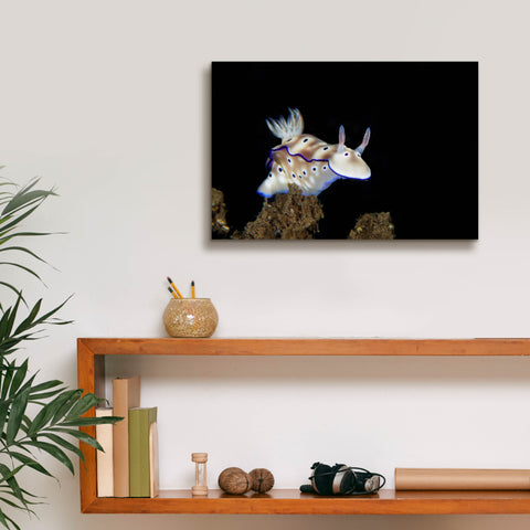 Image of 'Nudibranch On Coral Reef' by Epic Portfolio, Canvas Wall Art,18 x 12
