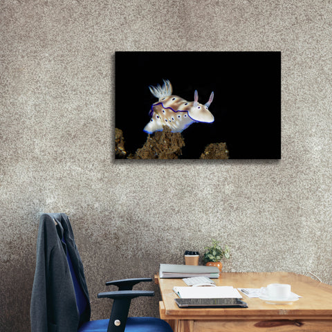 Image of 'Nudibranch On Coral Reef' by Epic Portfolio, Canvas Wall Art,40 x 26