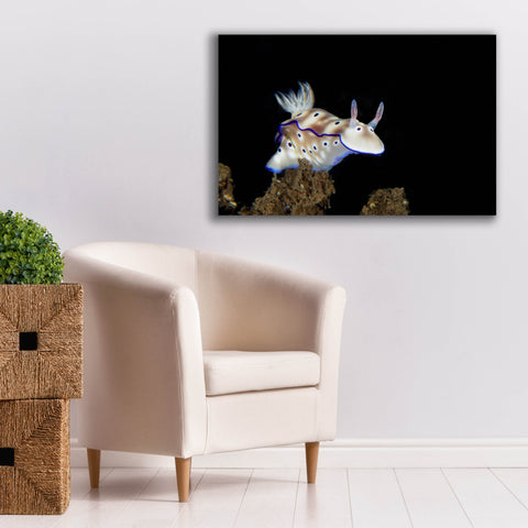 Image of 'Nudibranch On Coral Reef' by Epic Portfolio, Canvas Wall Art,40 x 26