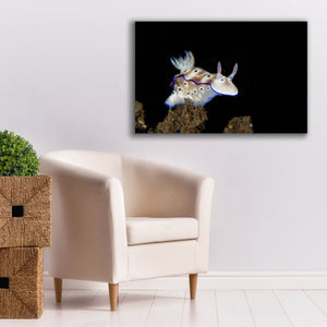 'Nudibranch On Coral Reef' by Epic Portfolio, Canvas Wall Art,40 x 26
