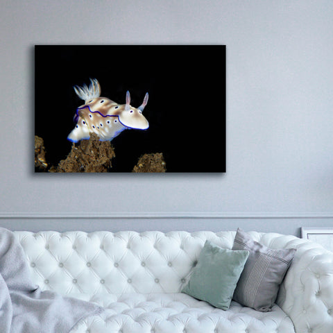 Image of 'Nudibranch On Coral Reef' by Epic Portfolio, Canvas Wall Art,60 x 40