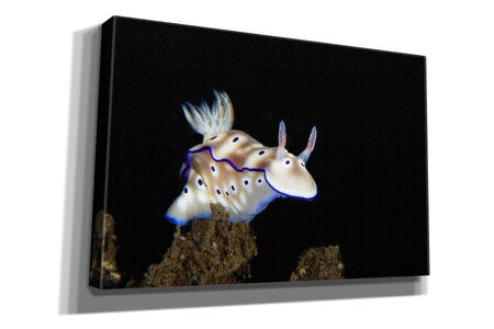 'Nudibranch On Coral Reef' by Epic Portfolio, Canvas Wall Art