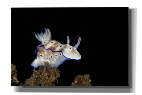 Image of 'Nudibranch On Coral Reef' by Epic Portfolio, Canvas Wall Art