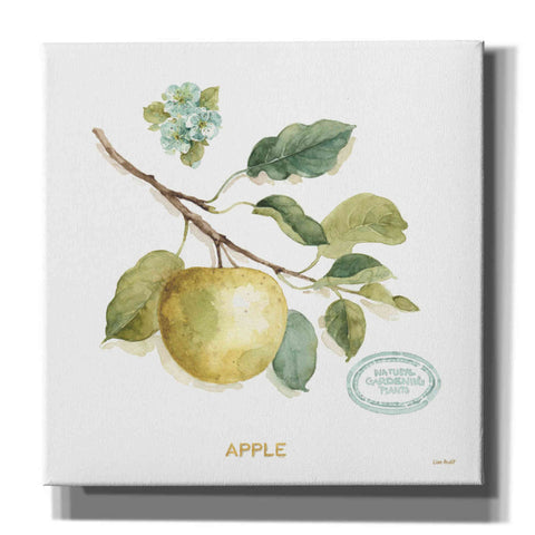 Image of 'My Greenhouse Fruit IV' by Lisa Audit, Canvas Wall Art