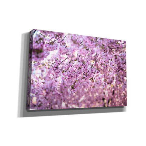 Image of "Cherry Blossom Flowers" by Nicklas Gustafsson Giclee Canvas Wall Art