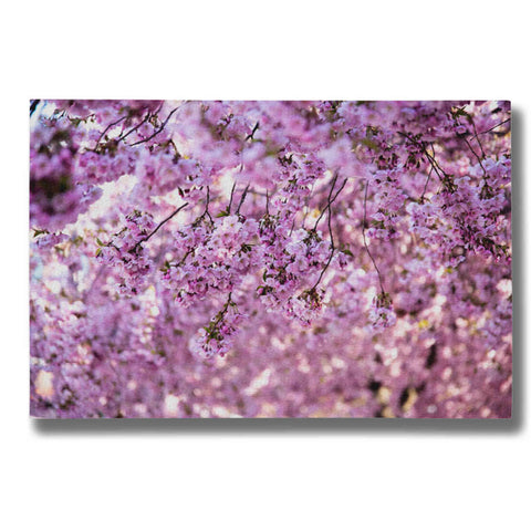 Image of "Cherry Blossom Flowers" by Nicklas Gustafsson Giclee Canvas Wall Art
