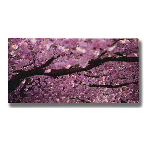 Image of "Cherry Blossom Tree Panorama" by Nicklas Gustafsson Giclee Canvas Wall Art
