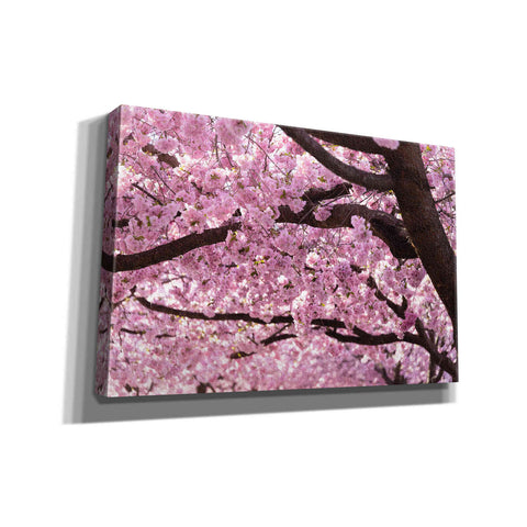 Image of "Cherry Blossom Trees" by Nicklas Gustafsson Giclee Canvas Wall Art