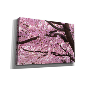 "Cherry Blossom Trees" by Nicklas Gustafsson Giclee Canvas Wall Art