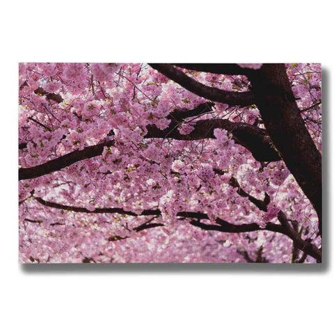 Image of "Cherry Blossom Trees" by Nicklas Gustafsson Giclee Canvas Wall Art