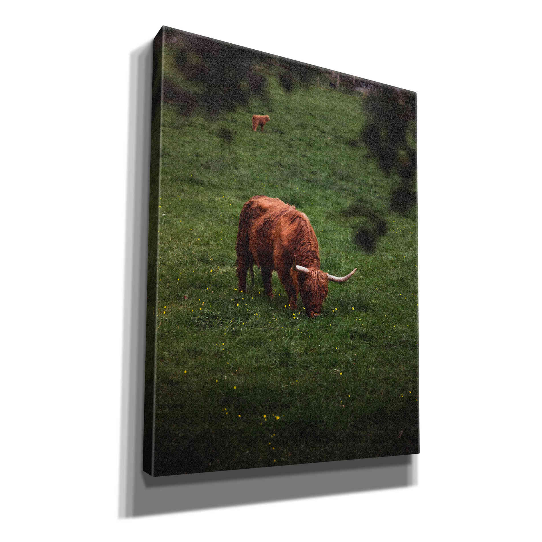 "Grazing Highlander" by Nicklas Gustafsson Giclee Canvas Wall Art