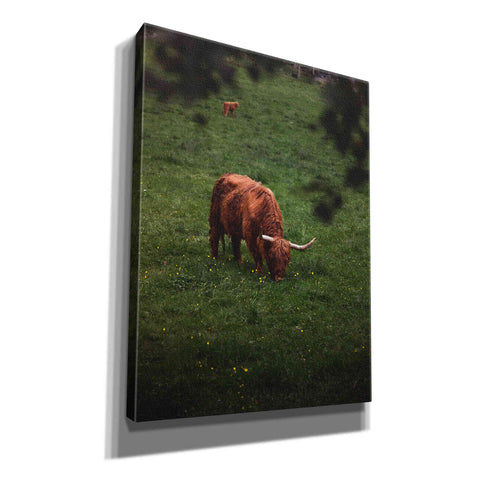 Image of "Grazing Highlander" by Nicklas Gustafsson Giclee Canvas Wall Art