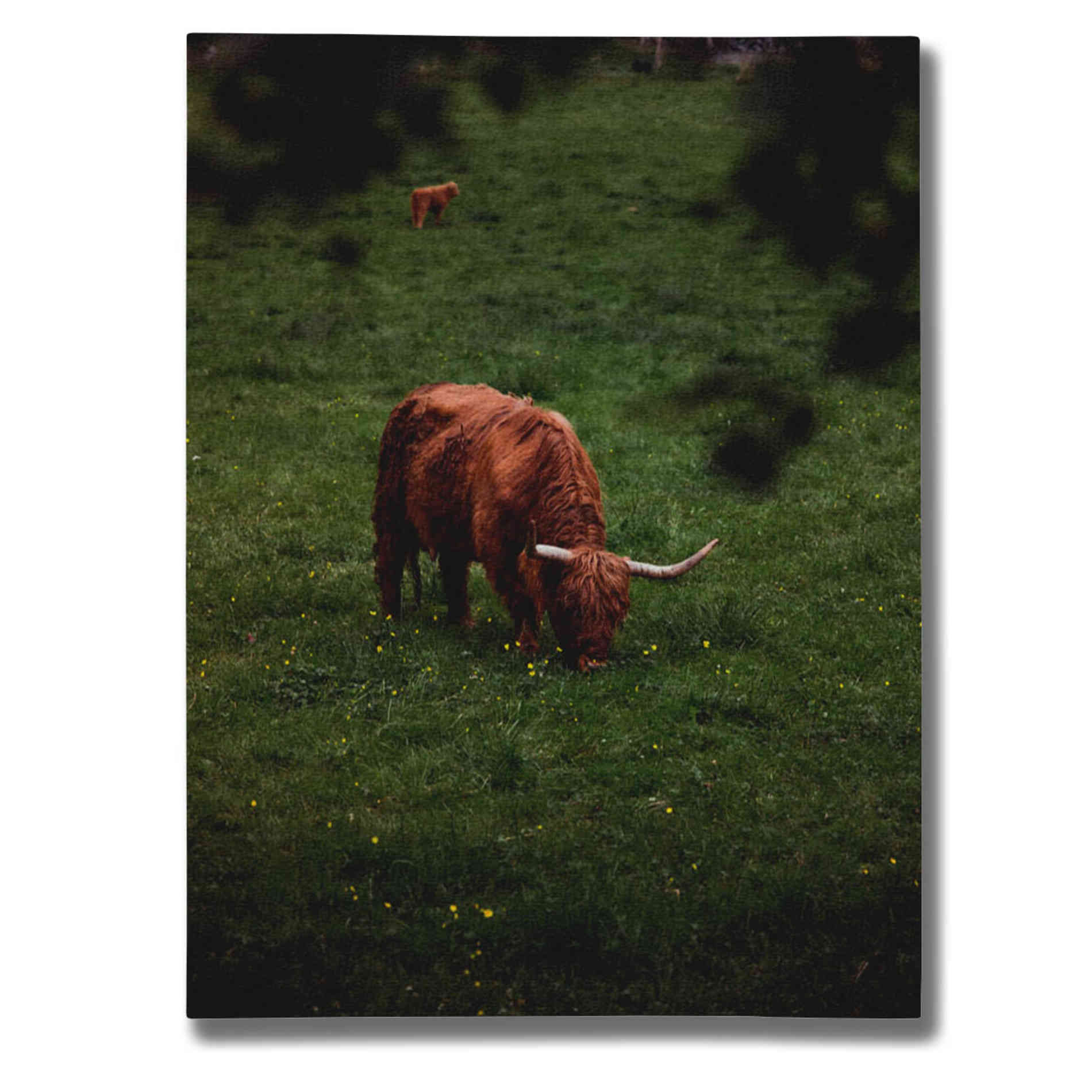 "Grazing Highlander" by Nicklas Gustafsson Giclee Canvas Wall Art
