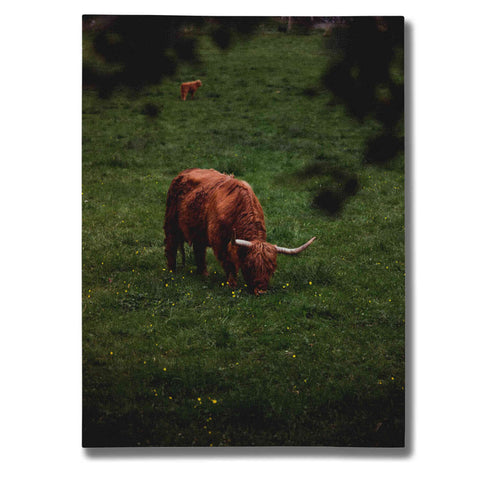 Image of "Grazing Highlander" by Nicklas Gustafsson Giclee Canvas Wall Art