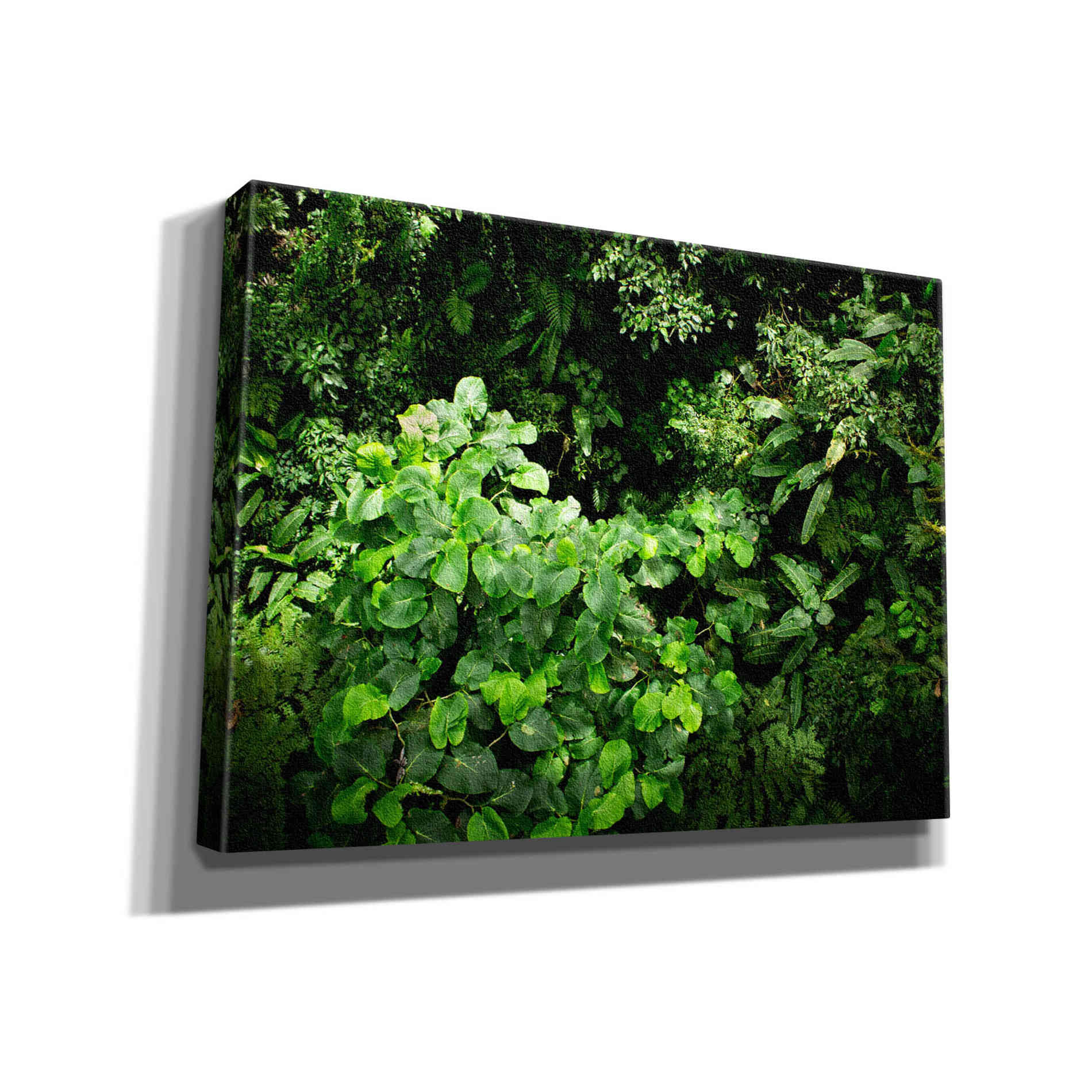 "Rainforest Canopy" by Nicklas Gustafsson Giclee Canvas Wall Art