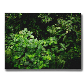 "Rainforest Canopy" by Nicklas Gustafsson Giclee Canvas Wall Art