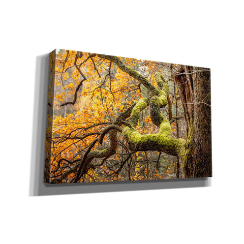 Image of "Reaching Autumn Branch" by Nicklas Gustafsson Giclee Canvas Wall Art