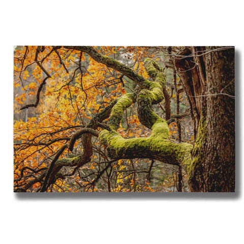 Image of "Reaching Autumn Branch" by Nicklas Gustafsson Giclee Canvas Wall Art