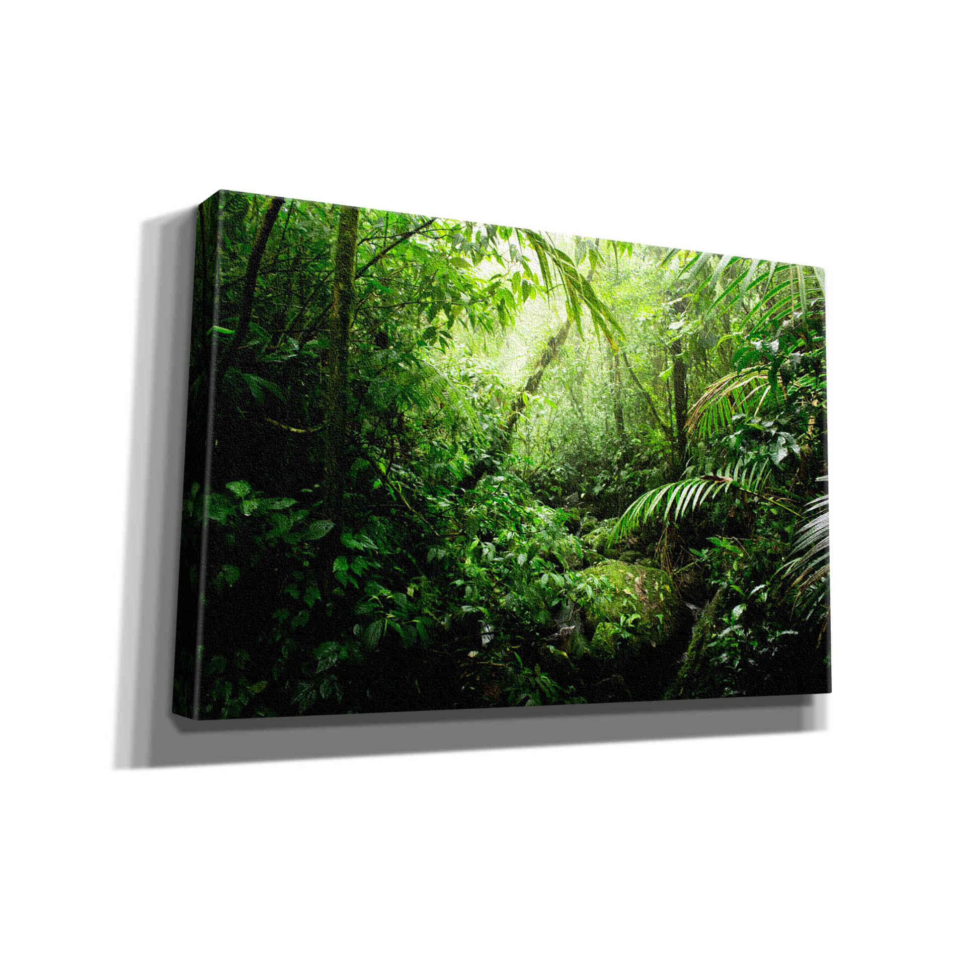 "Warm Glow Rainforest Creek" by Nicklas Gustafsson Giclee Canvas Wall Art
