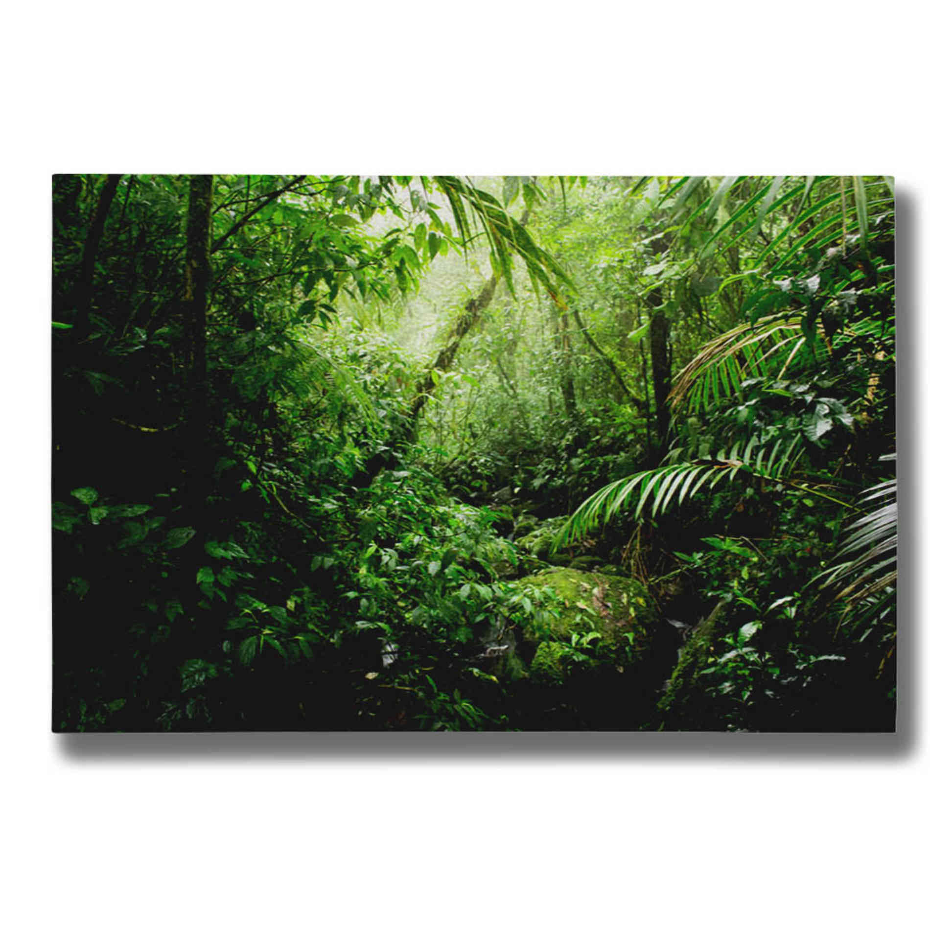 "Warm Glow Rainforest Creek" by Nicklas Gustafsson Giclee Canvas Wall Art