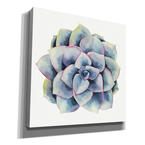 Image of 'Tropical Plant V' by Grace Popp, Canvas Wall Glass