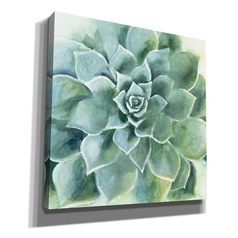 Image of 'Verdant Succulent II' by Grace Popp, Canvas Wall Glass