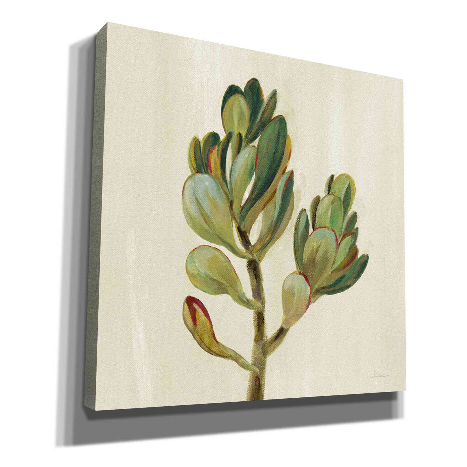'Front Yard Succulent II' by Silvia Vassileva, Canvas Wall Art
