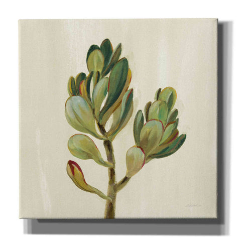 Image of 'Front Yard Succulent II' by Silvia Vassileva, Canvas Wall Art