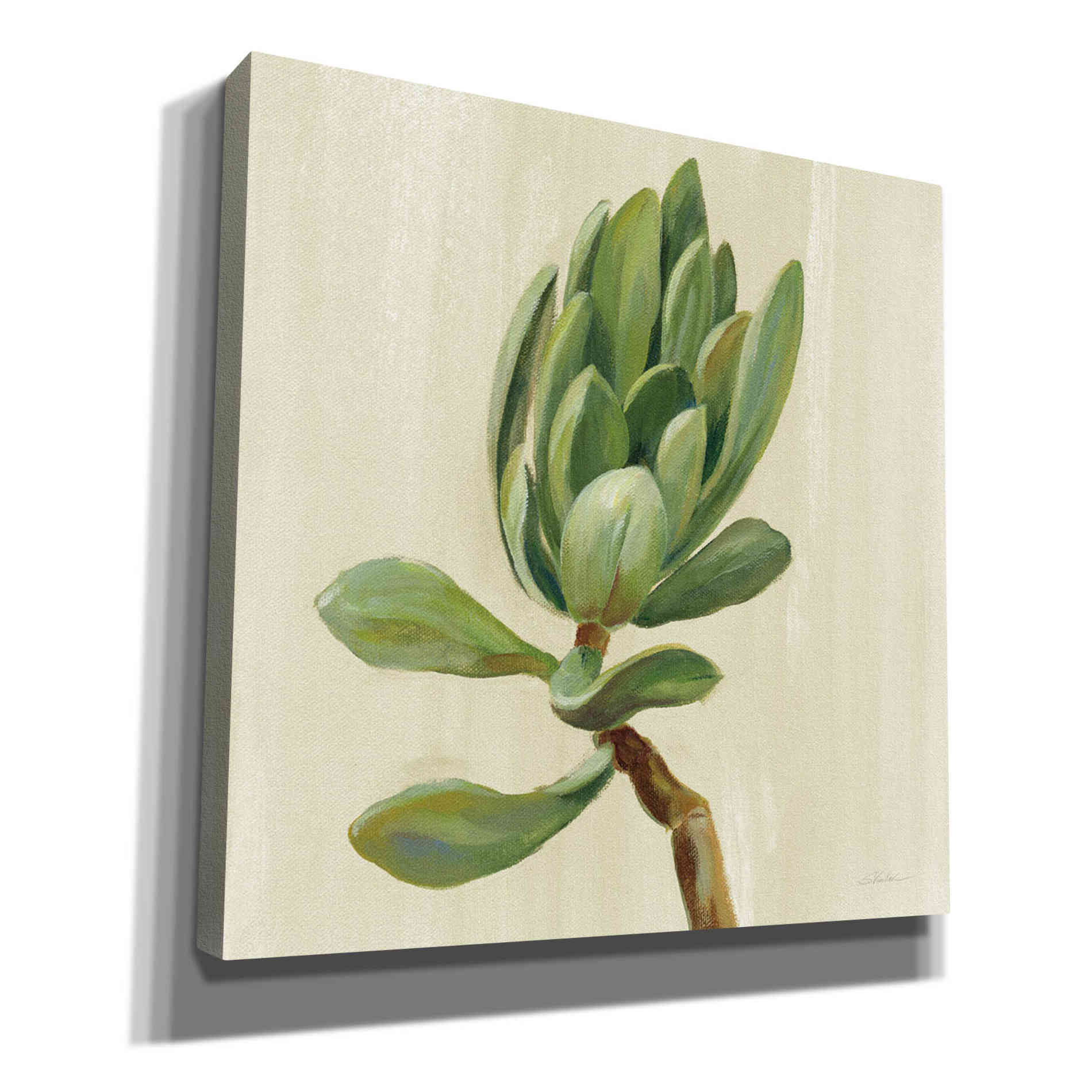 'Front Yard Succulent III' by Silvia Vassileva, Canvas Wall Art