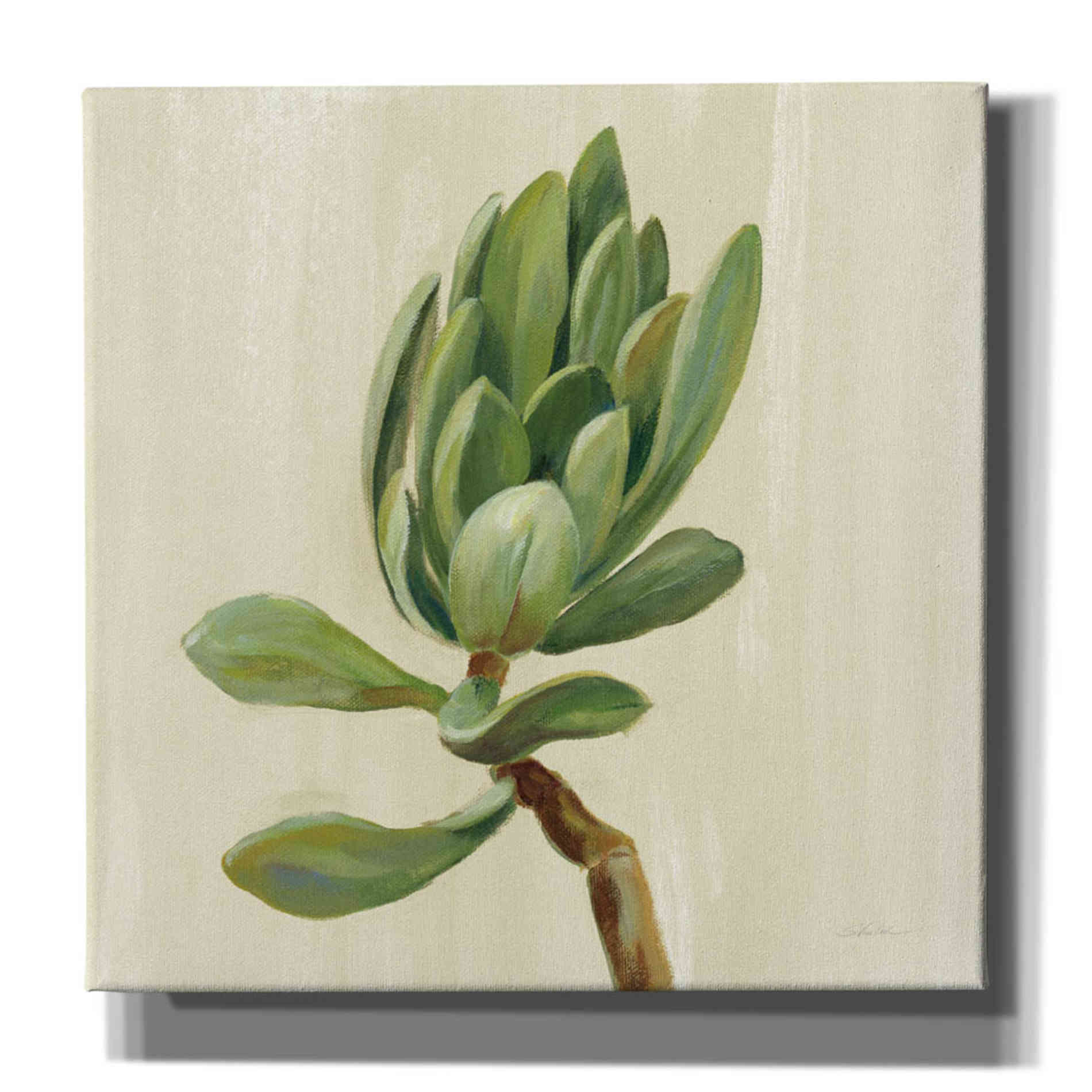 'Front Yard Succulent III' by Silvia Vassileva, Canvas Wall Art