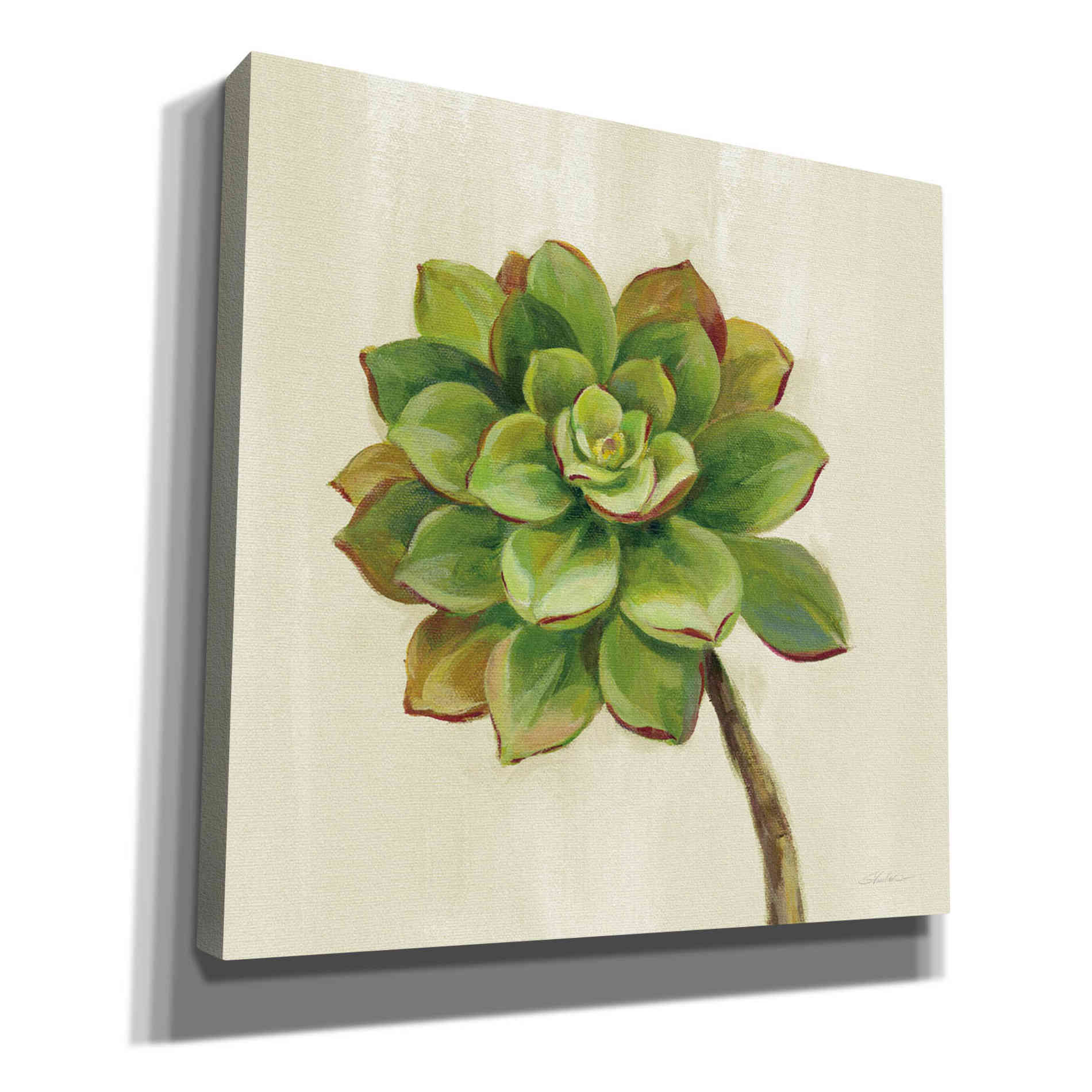 'Front Yard Succulent IV' by Silvia Vassileva, Canvas Wall Art