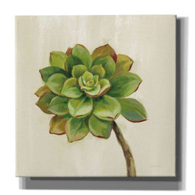 'Front Yard Succulent IV' by Silvia Vassileva, Canvas Wall Art