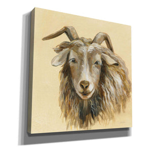 'Highland Animal Sheep' by Silvia Vassileva, Canvas Wall Art