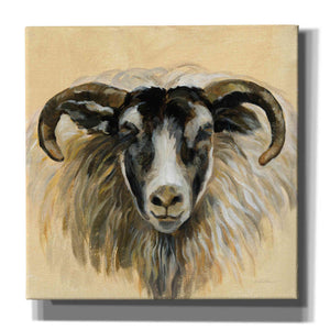 'Highland Animal Ram' by Silvia Vassileva, Canvas Wall Art