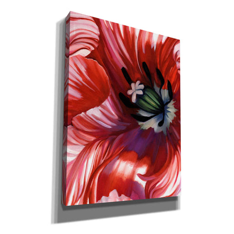 Image of 'Swashbuckler Poppy' by Louise Montillio, Canvas Wall Art
