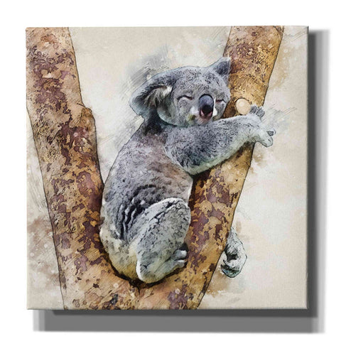 Image of 'Koala 4' by Kim Curinga, Canvas Wall Art