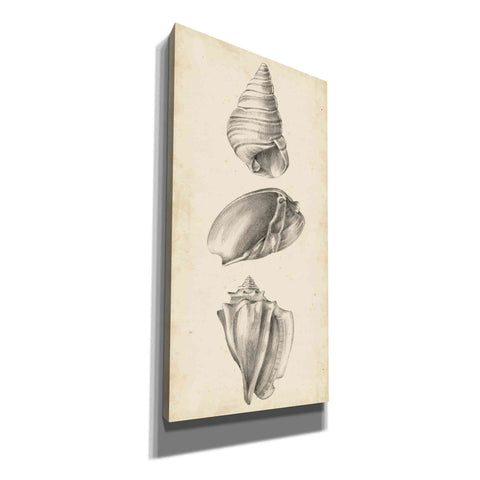 Image of "Antique Shell Study Panel II" by Ethan Harper, Canvas Wall Art